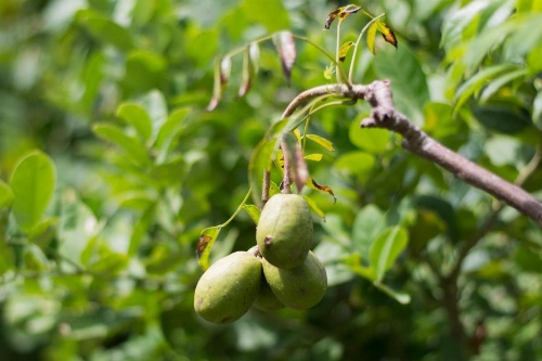 Organic Villa image 26