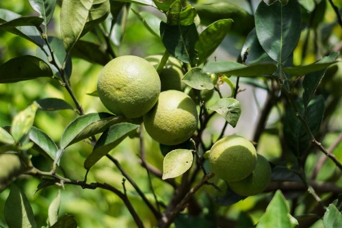 Organic Villa image 27