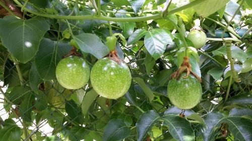 Organic Villa image 28