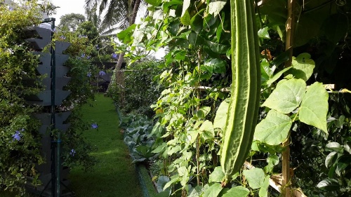 Organic Villa image 29