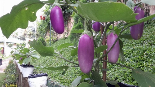 Organic Villa image 31