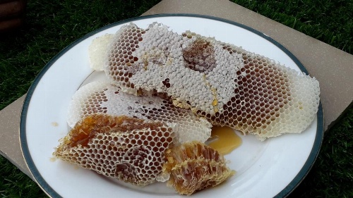 Organic Villa image 32